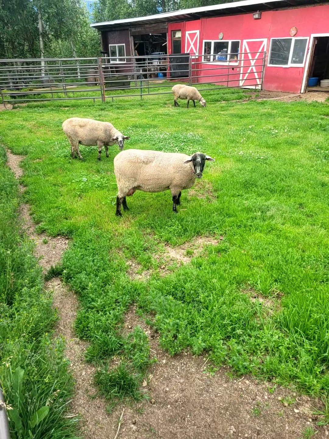 Reimers Micro Farm Dairy Sheep in the pasture