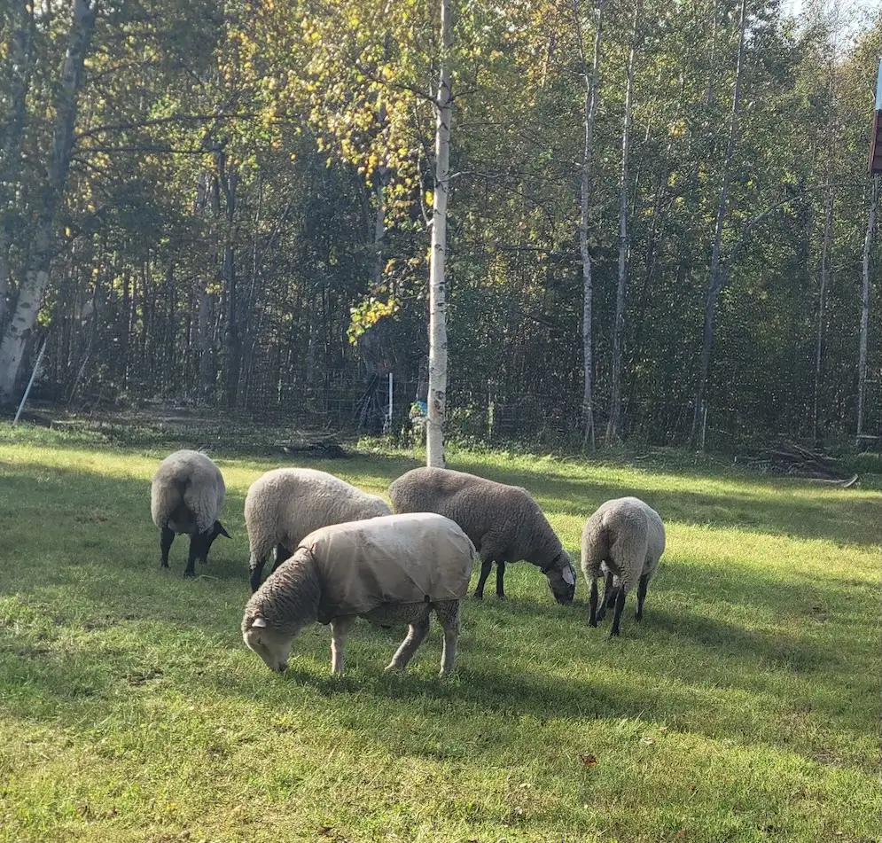 Reimers Micro Farm sheep flock in a pasture in the Fall time