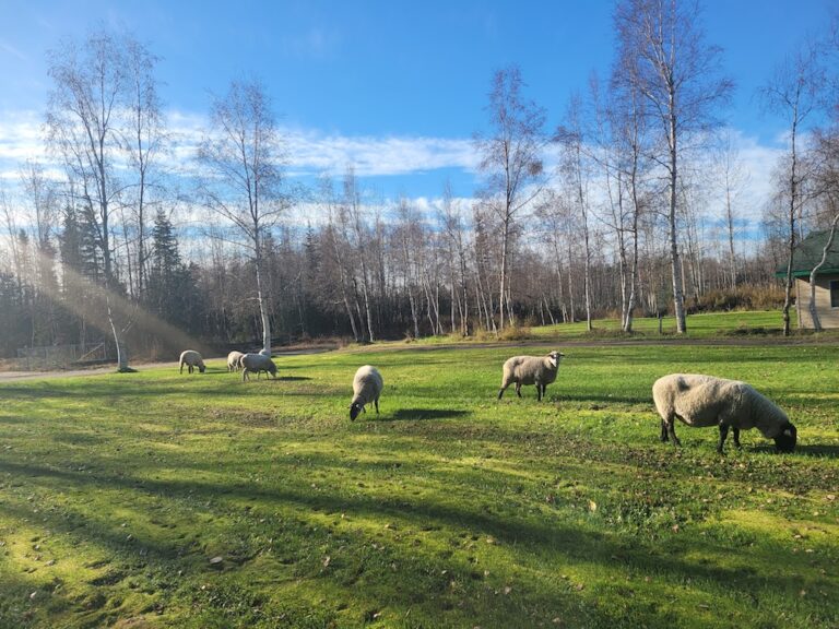 Reimers Micro Farm sheep grazing in the pasture