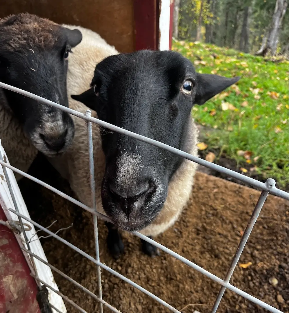 Reimers Micro Farm sheep behind a fence, staring curiously
