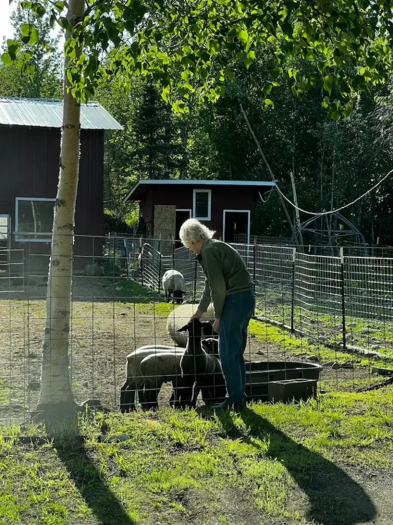 Farmer showing love to the sheep in the pasture
